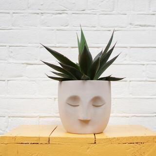 Ca. 480x Design plantenpotten, Plant Potheads, Plant pot, 2023